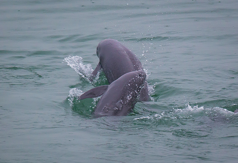 2021年5月10日,在湖北省宜昌市江边,长江江豚在水中嬉戏。