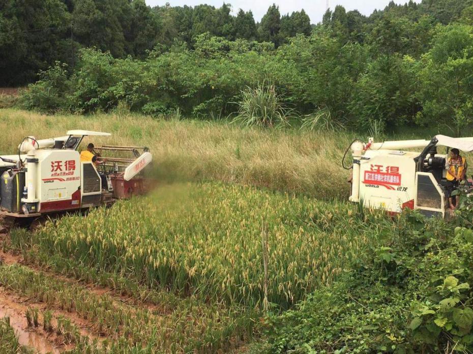 1707125497469088786.jpg 雁江区2.jpg